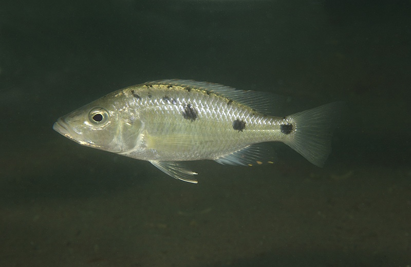 Stigmatochromis melanchros 'Mazinzi Reef'